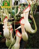 Eating Mosquito Carnivorous Plants Nepenthes Seeds 200pcs/bag Tropical Pitcher Plant Catch Insect Garden Bonsai Potted Easy Grow