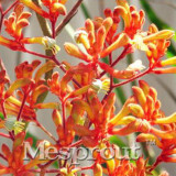 BELLFARM Kangaroo Paw Rare Flowers Seeds, 20 Seeds, Heirloom Garden Annual Home Flowers