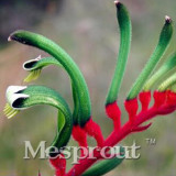 BELLFARM Kangaroo Paw Rare Flowers Seeds, 20 Seeds, Heirloom Garden Annual Home Flowers
