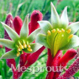 BELLFARM Kangaroo Paw Rare Flowers Seeds, 20 Seeds, Heirloom Garden Annual Home Flowers