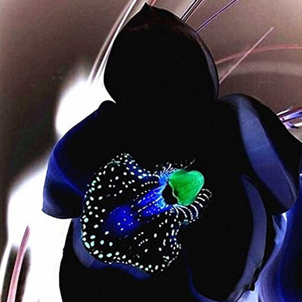 100 PCS Rare Black Orchid Flower Seeds Exotic Orchid Home Garden Bonsai Planting Seeds
