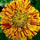 BELLFARM 50PCS 6 Types Of Colourful Zinnia Flowers Seeds Perennial Home Garden plant Beautiful Big Bloom Herbs