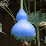 BELLFARM 6PCS Blue Orange Purple Bottle Gourd Seeds Annual Home Garden Beautiful Decorative Plant