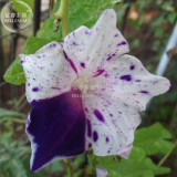 BELLFARM 50PCS 6 Types Of  Ipomoea Nil Morning Glory Flower Seeds Annual Beautiful Home Garden Plant