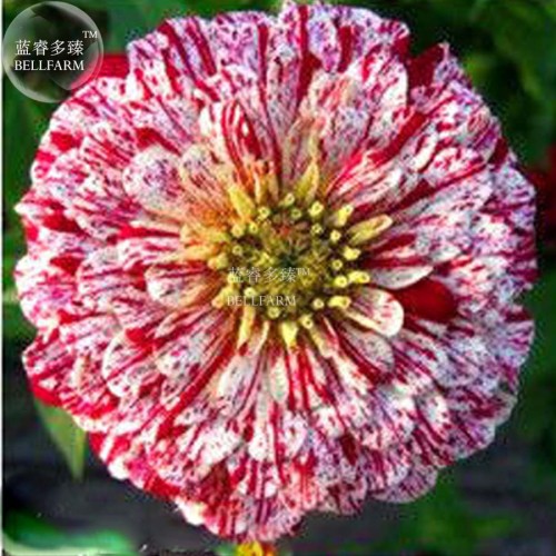 BELLFARM 50PCS 6 Types Of Colourful Zinnia Flowers Seeds Perennial Home Garden plant Beautiful Big Bloom Herbs