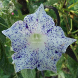 BELLFARM 50PCS 6 Types Of  Ipomoea Nil Morning Glory Flower Seeds Annual Beautiful Home Garden Plant