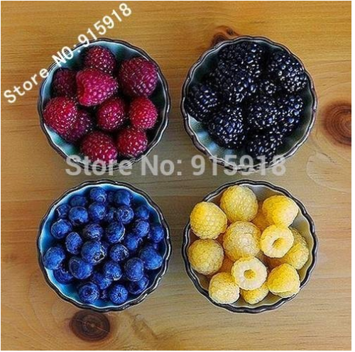 New Heirloom 400 Seeds Mix Four different varieties of Rare Raspberry seeds variety of choice ( blue, black, red, yellow)