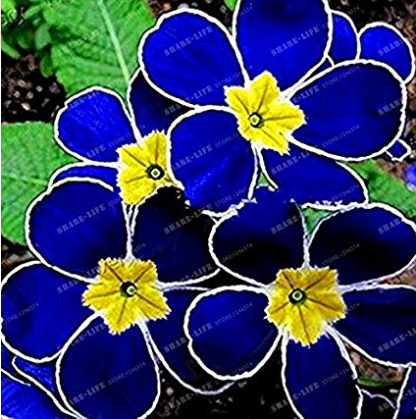 200 Seeds Blue Evening Primrose fragrant DIY Flower Hardy Plant Evening Primrose