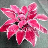 120 Colorful Hosta Seeds Perfect Color Perennials Plantain Mixed Beautiful Lily Flower White Lace Home Garden Ground Cover Plant