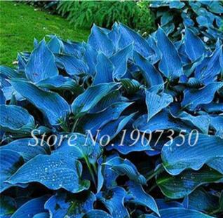 120ColorfulHostaSeedsPerfectColorPerennialsPlantainMixedBeautifulLilyFlowerWhiteLaceHomeGardenGroundCoverPlant