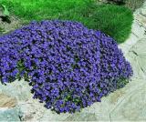 100Pcs/Bag Creeping Thyme Seeds Or Blue ROCK CRESS Seeds - Perennial Ground Cover Flower Natural Growth For Home Garden