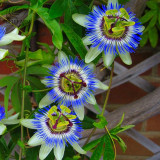 BELLFARM Mixed 9 Types of Passiflora Flowers Big Hanging Bonsai Flower Seeds 20pcs Interesting Red Pink Yellow Blue Flowers