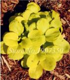 120 Colorful Hosta Seeds Perfect Color Perennials Plantain Mixed Beautiful Lily Flower White Lace Home Garden Ground Cover Plant