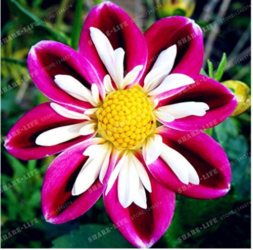 BELLFARM 'Symbolizes Courage' Dahlia Flower Seeds 50PCS Perennial Purple Black White Flowers