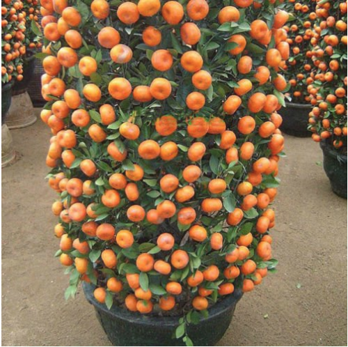 30pcs Mandarin Orange Dwarf Seeds Indoors Outdoors Fruit Tree Seeds