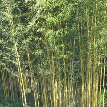 100+ or 25+ Yellow bamboo seeds Phyllostachys Aureosulcata Gold Bamboo DL131C