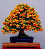 Bonsai Orange Pyracantha fortuneana Firethorn Perennial Tree Seeds 20pcs Ornamental for Home Garden Plants