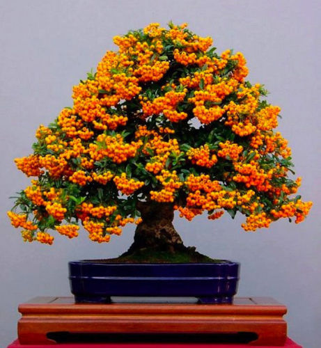Bonsai Orange Pyracantha fortuneana Firethorn Perennial Tree Seeds 20pcs Ornamental for Home Garden Plants