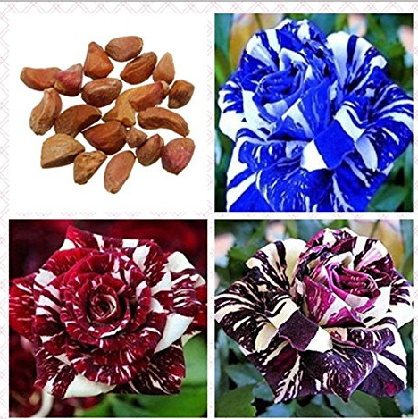 30Pcs Rare Dragon Striped Rose Flower Seeds Bonsai Garden Decor Plants (Red, Blue or Purple)