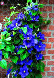 2pcs Clematis Bulbs Blue Climbing Clematis florida Bonsai Perennial climbing of evergreen flowering plants Rare Flower for home