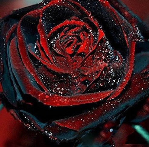 100Pcs Black Rose Seeds Flower With Red Edge Rare Rose Garden