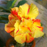4 seeds Yellow Golden Double Petals with Irregular Red Stripes Bonsai Desert Rose Seeds, Heirloom 4-layer Home Garden