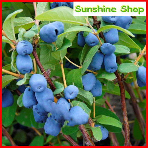 50pcs Haskap Seeds Haskap Berry Blue Seeds Japanese Cold-Tolerance Fruit Tree Seeds Home Garden Bonsai Plant DIY