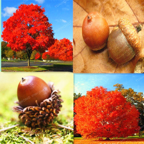 10PCS Rare Red Oak Tree Seeds Bonsai Seeds Quercus Alba Acorns Seeds For DIY Home Garden Easy