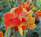'LIVE RHIZOME' Large Poly Gay Canna Lily Rhizome Variegated Tricolor