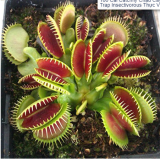100Pcs Catchfly Potted Plant Seeds Garden Venus Fly Trap Insectivorous Plant