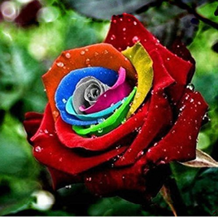 Rainbow Rose Seeds Rare Colorful Flower Potted Plant Garden Bonsai