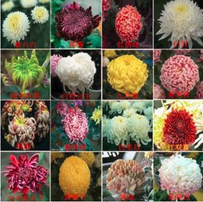 Genuine Flower seeds chrysanthemum seeds four seasons plant seeds for home garden - 200pcs mixed seeds