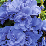 BELLFARM 10PCS Geranium 'Sky Blue Noon' Blue Perennial Flowers Seeds, Pelargonium Fragrant Double Home Garden Flowers