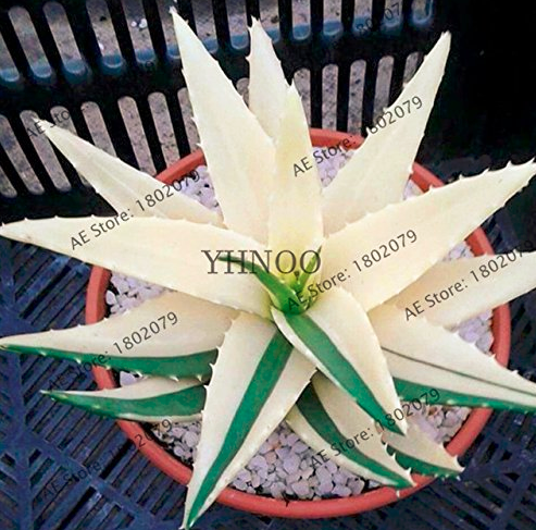 100pcs Succulents Seed Plant,Aloe Vera Seeds,Beauty Edible Cosmetic Bonsai Plants Seeds