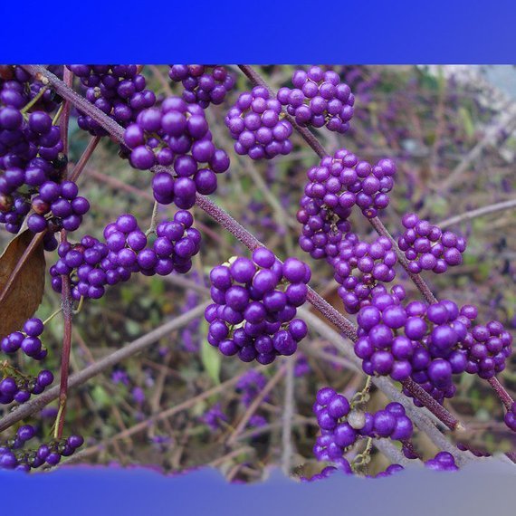 Rare Wild Purple Callicarpa Beauty Berry Seeds, Professional Pack, 20 Seeds / Pack, Dabie Mountain Rare Hardy Berry Fruit #NF583