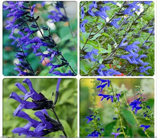 Heirloom Black and Blue' Salvia guaranitica Sage Perennial 30 Seeds