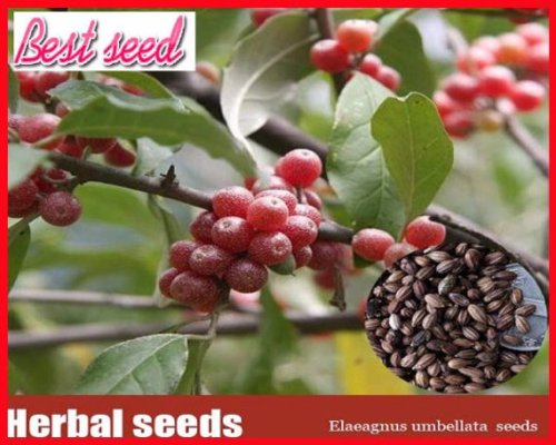 50pcs Silver Berry Elaeagnus Umbellata Seeds, delicious fruit tree seeds, medicinal herb seeds