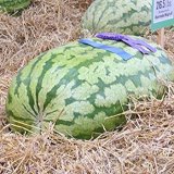ORGANICALLY GROWN XXL GIANT A.k.a. Russian Giant 100 LB WatermelonSeeds, Heirloom NON-GMO, HUGE, Extra Sweet and Fragrant