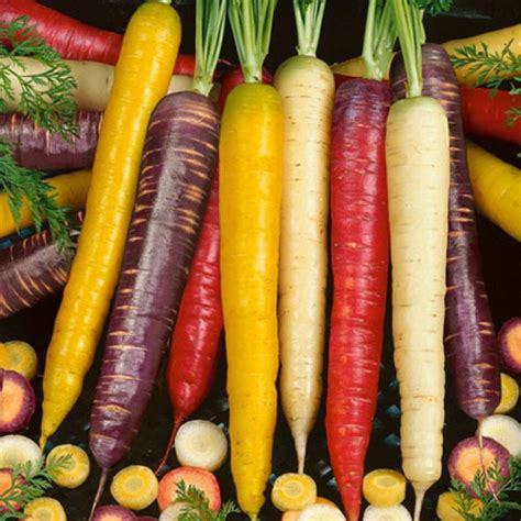 Organic Rainbow Blend Carrot 150 Seeds Heirloom Non-gmo Rare HealthyFlavorful