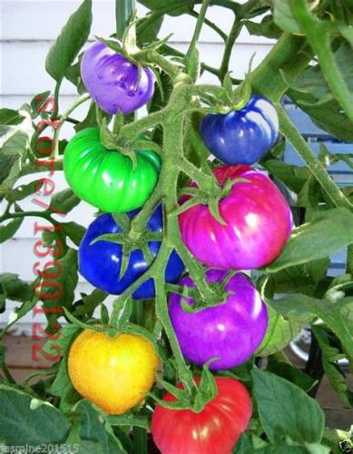 BigFamily 100pcs very rare imported rainbow tomato Seeds bonsai fruit& vegetable seeds Non-GMO Potted plants for home garden