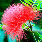 BELLFARM 100pcs 6 Colors Yellow Pink Red Mimosa Pudica Bonsai Seeds Flowers Sensitive Plant Home Garden Bonsai DIY Perennial