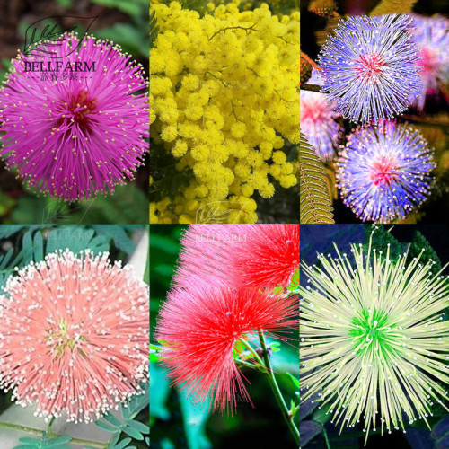 BELLFARM 100pcs 6 Colors Yellow Pink Red Mimosa Pudica Bonsai Seeds Flowers Sensitive Plant Home Garden Bonsai DIY Perennial