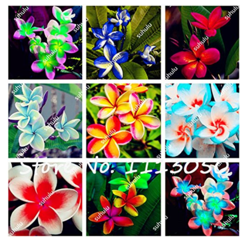 200Pcs/Bag Plumeria ( Frangipani, Hawaiian Lei Flower ) Seeds, Rare Exotic Flower Seeds Egg Flower Seeds for Home Garden