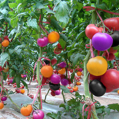 Bluelans 200Pcs Rainbow Tomato Seeds Garden Organic Fruit VegetablePlant Home Yard Décor