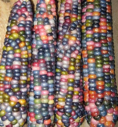 Glass Gem Corn - Rare Heirloom Variety (50 seeds)