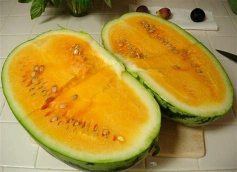 Yellow Crimson Sweet Watermelon Seed for Planting Great Gardening Gift Non-GMO Heirloom Packet with Instructions to Plant a Home Vegetable Garden Sow Right Seeds 1