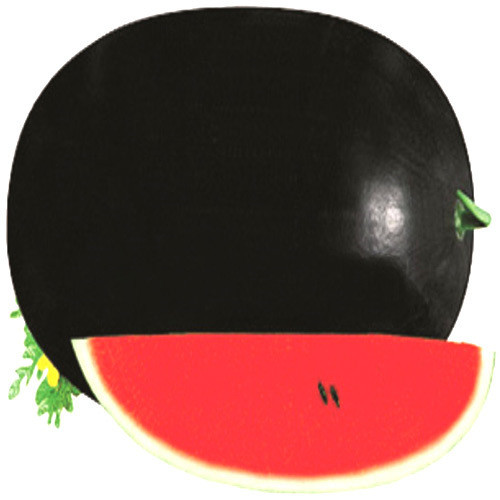 40PCS Black Diamond Watermelon Seeds