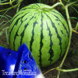 A Package 50 Pieces Seeds Blue Flesh Watermelon Seeds New Varieties ofWater Melon Bonsai Plants Seeds NON-GMO Edible Fruits