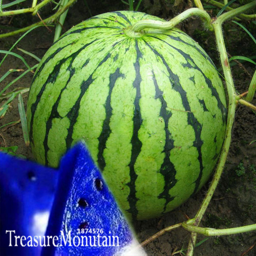 A Package 50 Pieces Seeds Blue Flesh Watermelon Seeds New Varieties ofWater Melon Bonsai Plants Seeds NON-GMO Edible Fruits