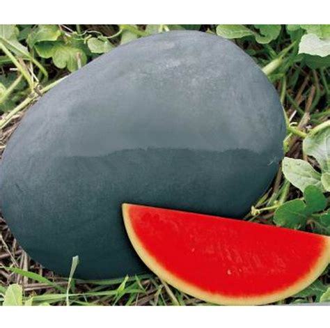Sweet giant Black skin watermelon seeds, seedless watermelon seeds,garden planting, courtyard bonsai fruit